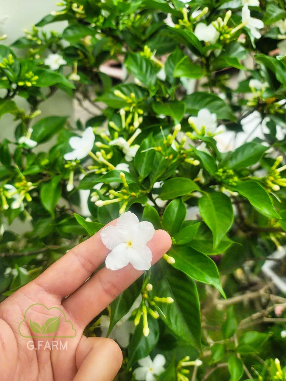 Tiểu cảnh nhỏ bể cá phong thuỷ tại Vinhome Long Biên